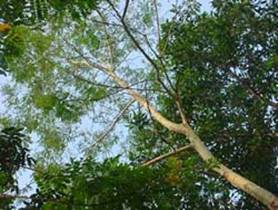 Albizia procera